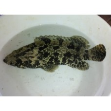 [Fish Fry] Giant Grouper for aquaculture farm