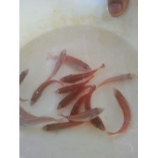 [Fish Fry] Coral Trout for aquaculture farm