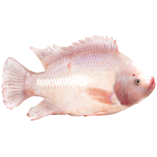 Tilapia Merah