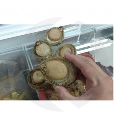 South Africa Dried Abalone XL 南非鲍鱼干 (12-14 pcs per kg)