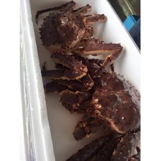 Live Red King crab 