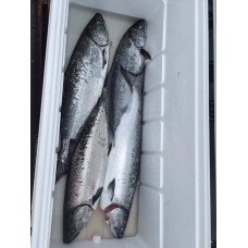 High Quality Fresh Frozen Atlantic Salmon Fish