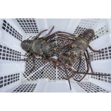 LIVE Green Sand Lobster (Lobster Pasir)