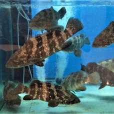 Tiger Grouper  龙虎斑 (Long Fu Pan)